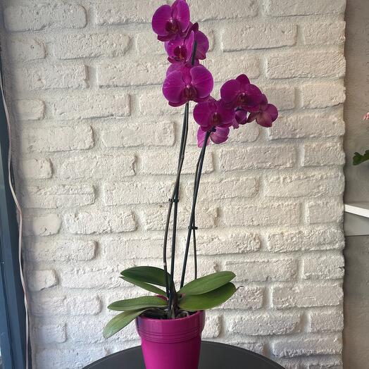 Phalaenopsis Orkide