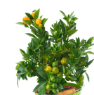Élő növények